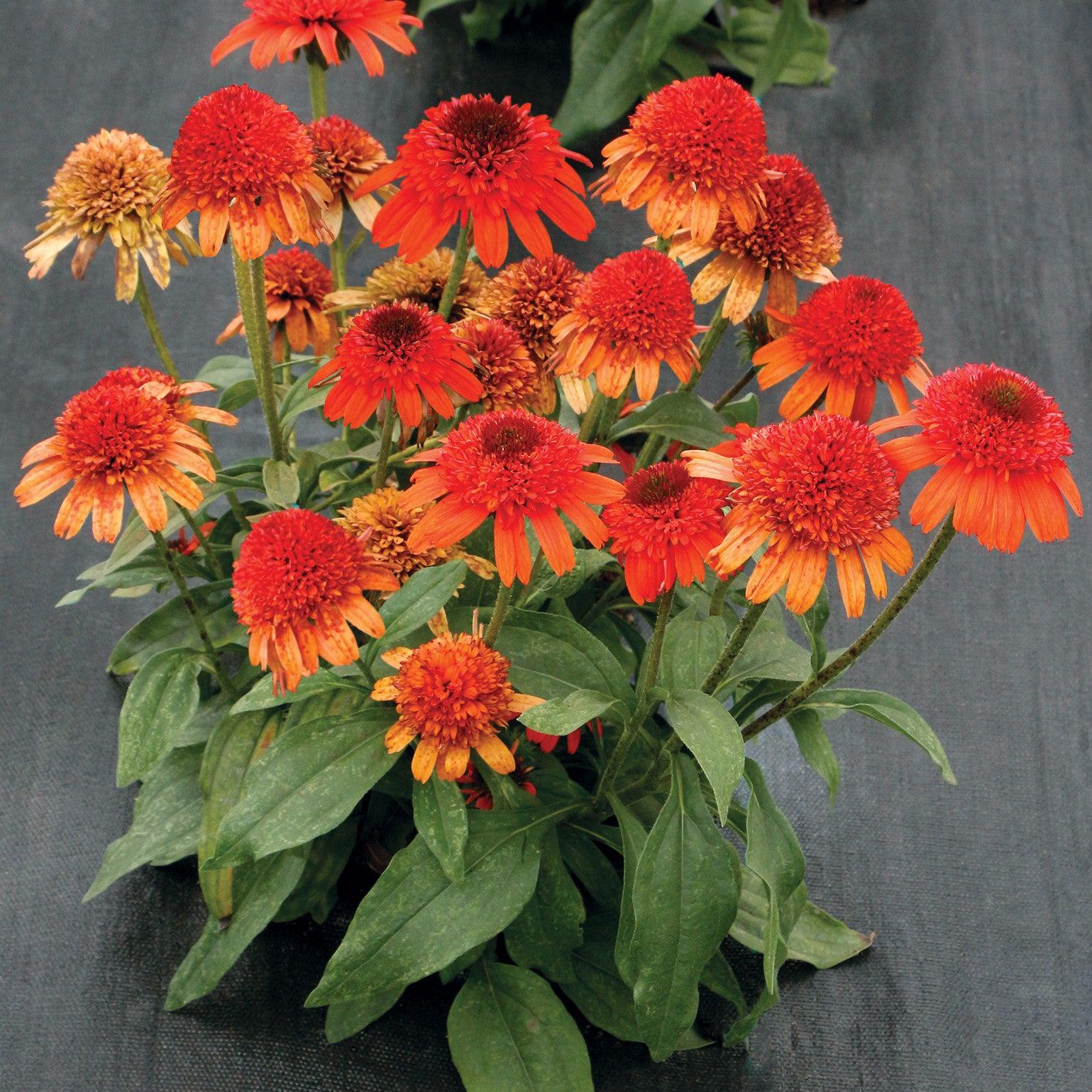 Echinacea x 'Moab Sunset' ~ Moab Sunset Coneflower