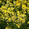 Erysimum cheiri 'Sugar Rush Primrose' ~ Sugar Rush™ Primrose Wallflower