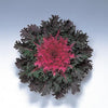Brassica oleracea 'Coral Queen'~ Coral™ Queen Ornamental Kale