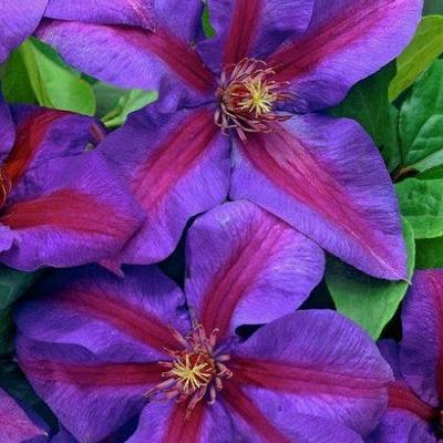 Clematis 'Mrs. N. Thompson' ~ Mrs N Thompson Clematis