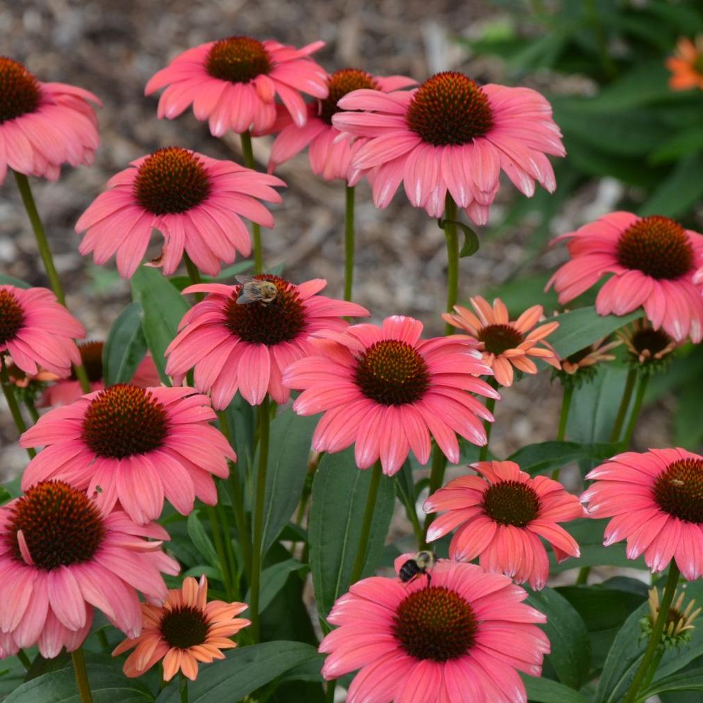 Echinacea x 'Playful Meadow Mama' ~ Playful Meadow Mama Echinacea, Coneflower