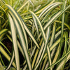 Carex x 'ET CRX 904' ~ Moon Falls Carex