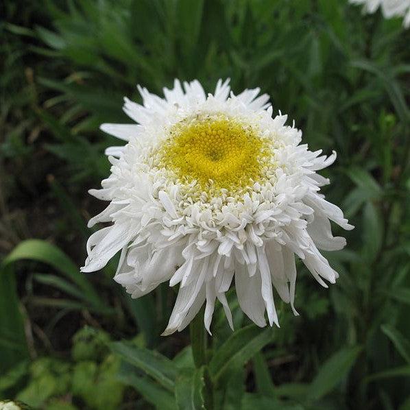 Leucanthemum x superbum 'Carpet Angel' ~ Carpet Angel Daisy