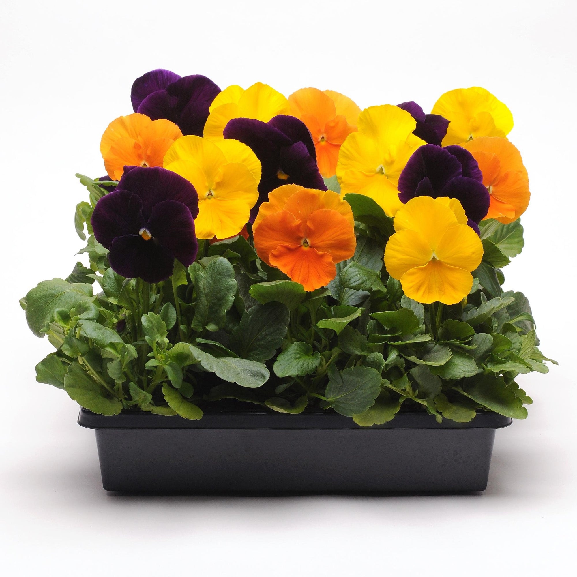 Viola x wittrockiana 'Matrix Harvest Mix' ~ Matrix™ Harvest Mix Pansy