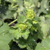 Alchemilla mollis 'Thriller' ~ Thriller Lady's Mantle