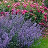 Nepeta x faassenii 'Kit Kat' ~ Kit Kat Catmint