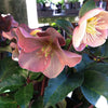 Helleborus x ballardiae ‘COSEH 700’ ~ HGC® Cinnamon Snow Lenten Rose