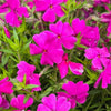 Phlox subulata 'Spring Hot Pink' ~ Spring Hot Pink Creeping Phlox