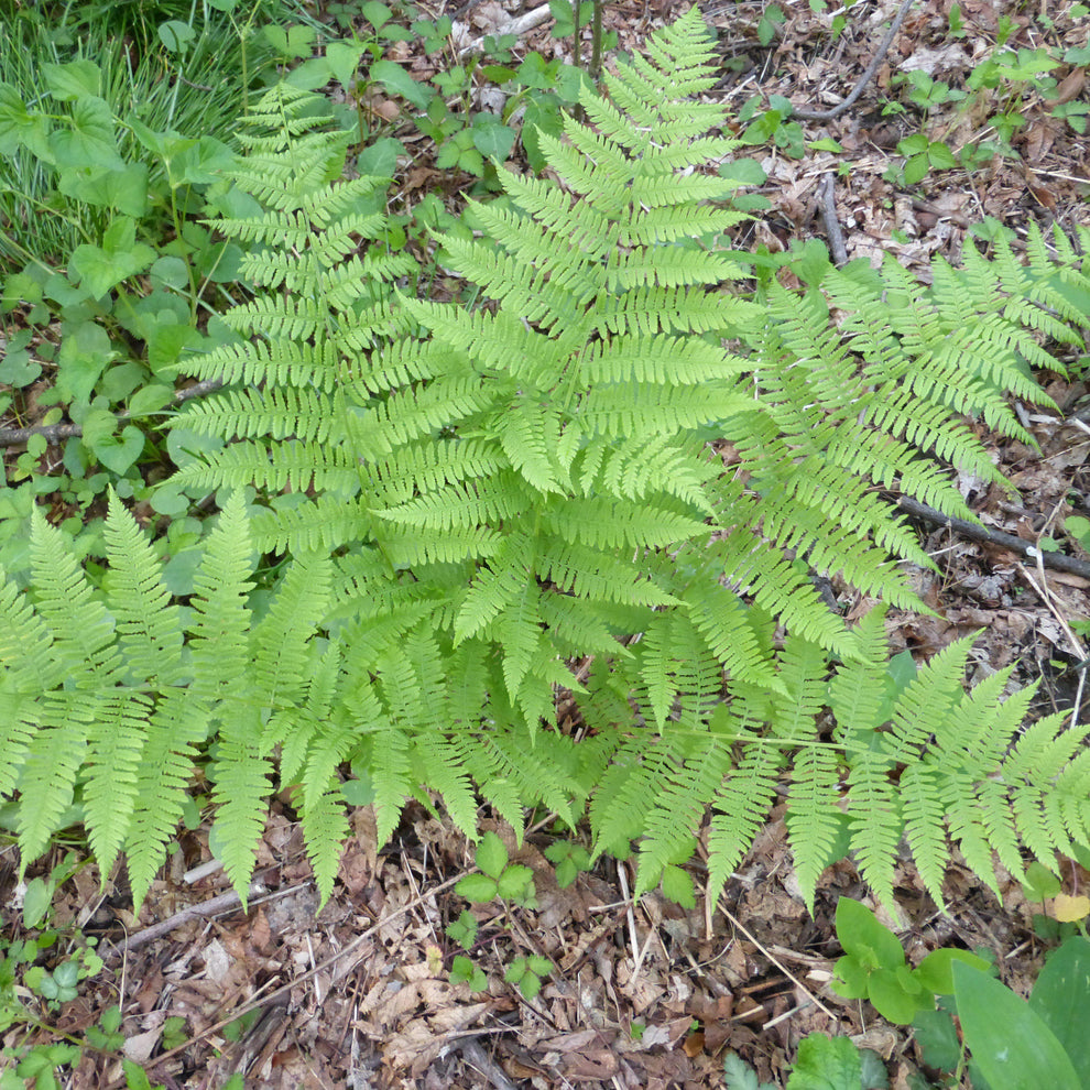 Dennstaedtia punctilobula ~ Hayscented Fern – Riverbend Nursery