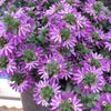 Scaevola 'Surdiva Purple' ~ SURDIVA® Purple Fan Flower