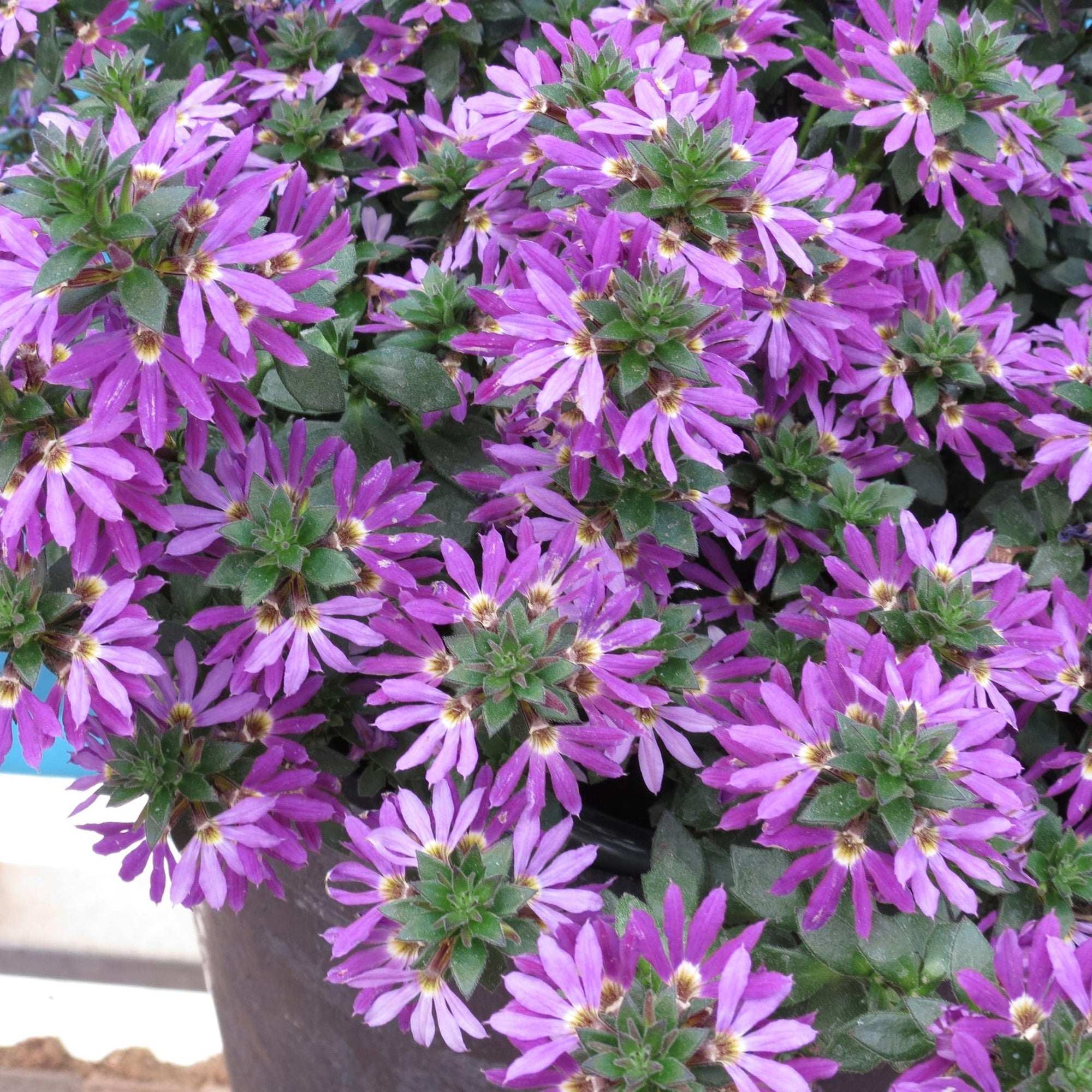 Scaevola 'Surdiva Purple' ~ SURDIVA® Purple Fan Flower
