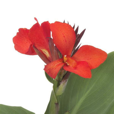 Canna x generalis 'Cannova Scarlet' ~ CANNOVA® Scarlet Canna Lily