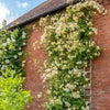 Rosa 'Auscanary' ~ Malvern Hills® Rose