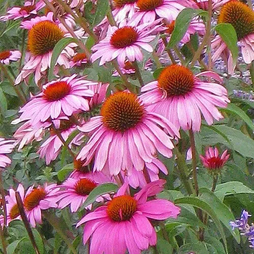 Echinacea purpurea 'Magnus Superior' ~ Magnus Superior Echinacea, Coneflower