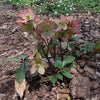 Helleborus x glandorfensis 'Coseh 5100' ~ HGC® Ice N' Roses® Dark Picotee Hellebore