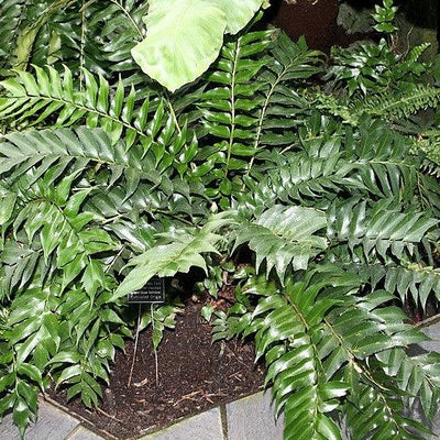 Cyrtomium falcatum 'Rochfordianum' ~ Rochford's Holly Fern