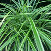 Carex morrowii 'Ice Dance' ~ Ice Dance Sedge