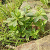 Euphorbia amygdaloides var. robbiae ~ Wood Spurge