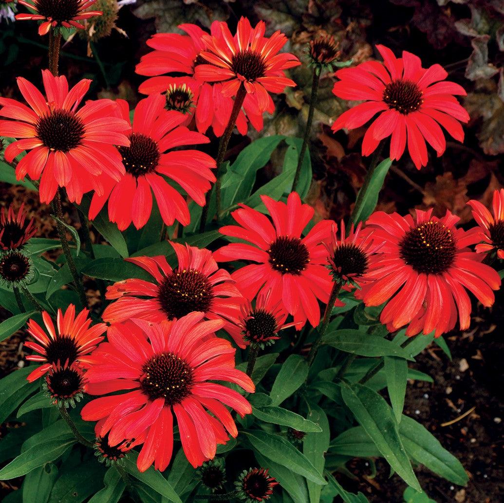Echinacea 'TNECHPR' ~ Prima™ Ruby Coneflower