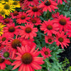 Echinacea 'TNECHKRD' PP #29,743 ~ Kismet® Red Coneflower