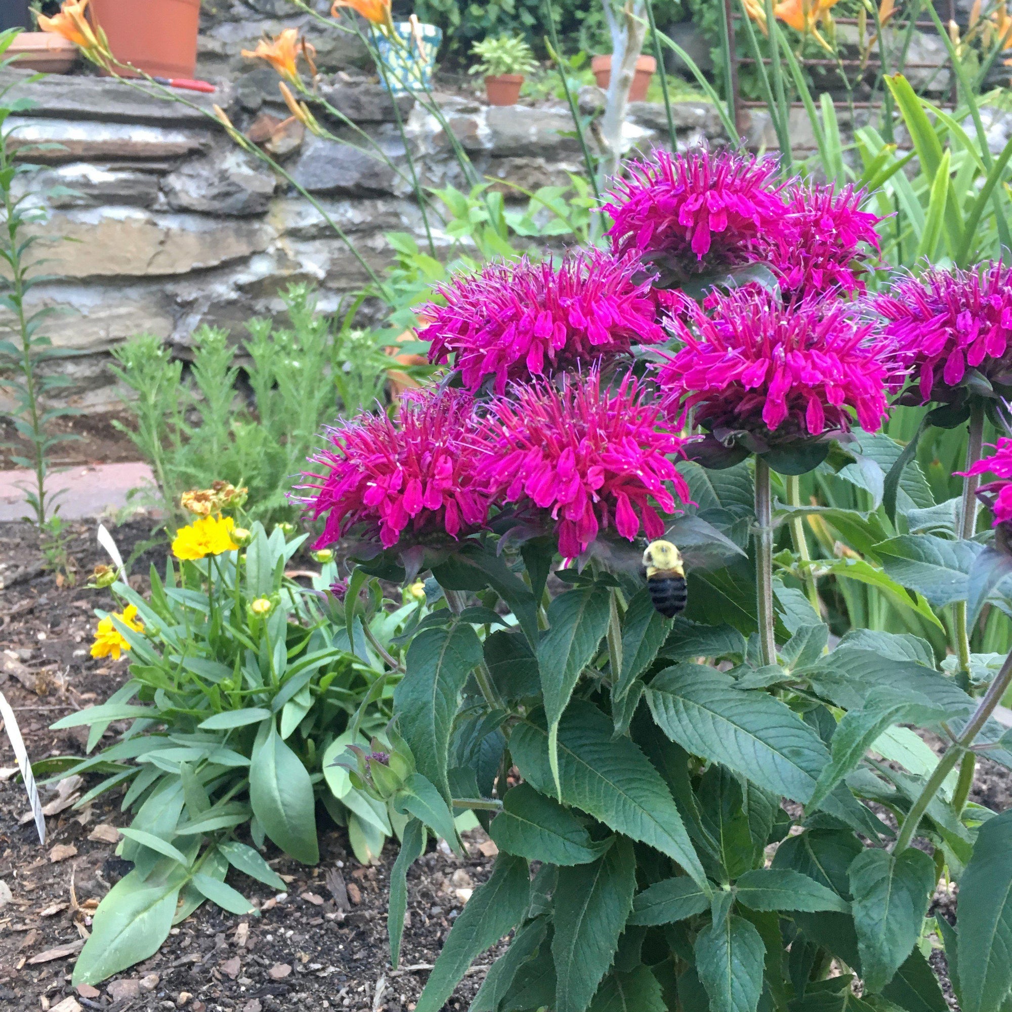 monarda didyma balmy purple perennial plant 6 x 9cm pots Monarda didyma 'Balbalmurp' ~ Balmy™ Purple Bee Balm – Riverbend Nursery