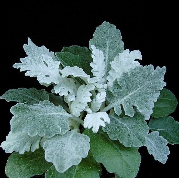 Senecio cineraria 'New Look' ~ New Look® Dusty Miller