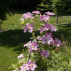 Clematis 'Comtesse de Bouchaud' ~ Comtesse de Bouchaud Clematis
