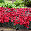 Dianthus 'Maraschino' ~ Fruit Punch® Maraschino Dianthus