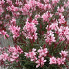 Gaura lindheimeri 'Sme-2' ~ Passionate Blush™ Gaura