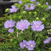 Stokesia laevis 'Mel's Blue' ~ Mel's Blue Stokes' Aster