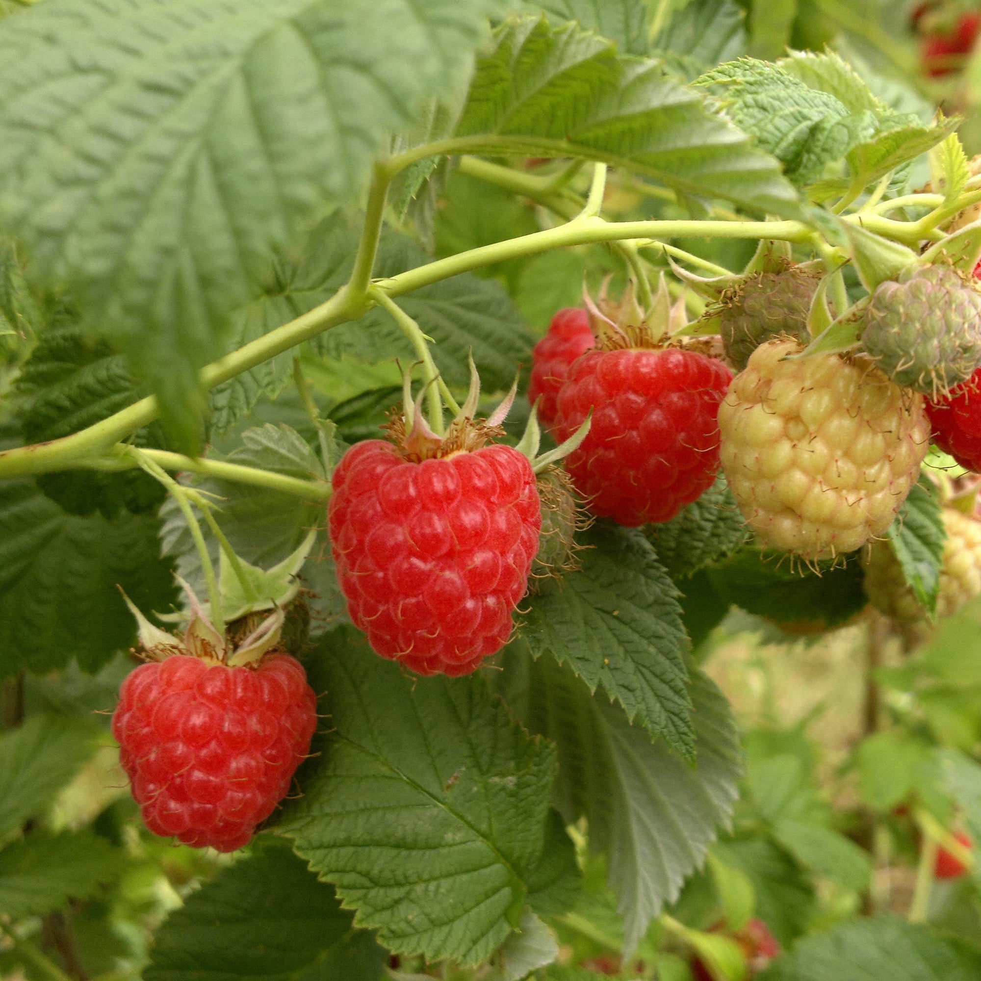 Rubus idaeus 'Encore' ~ Encore Raspberry