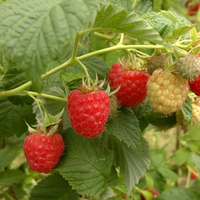 Rubus idaeus 'Encore' ~ Encore Raspberry