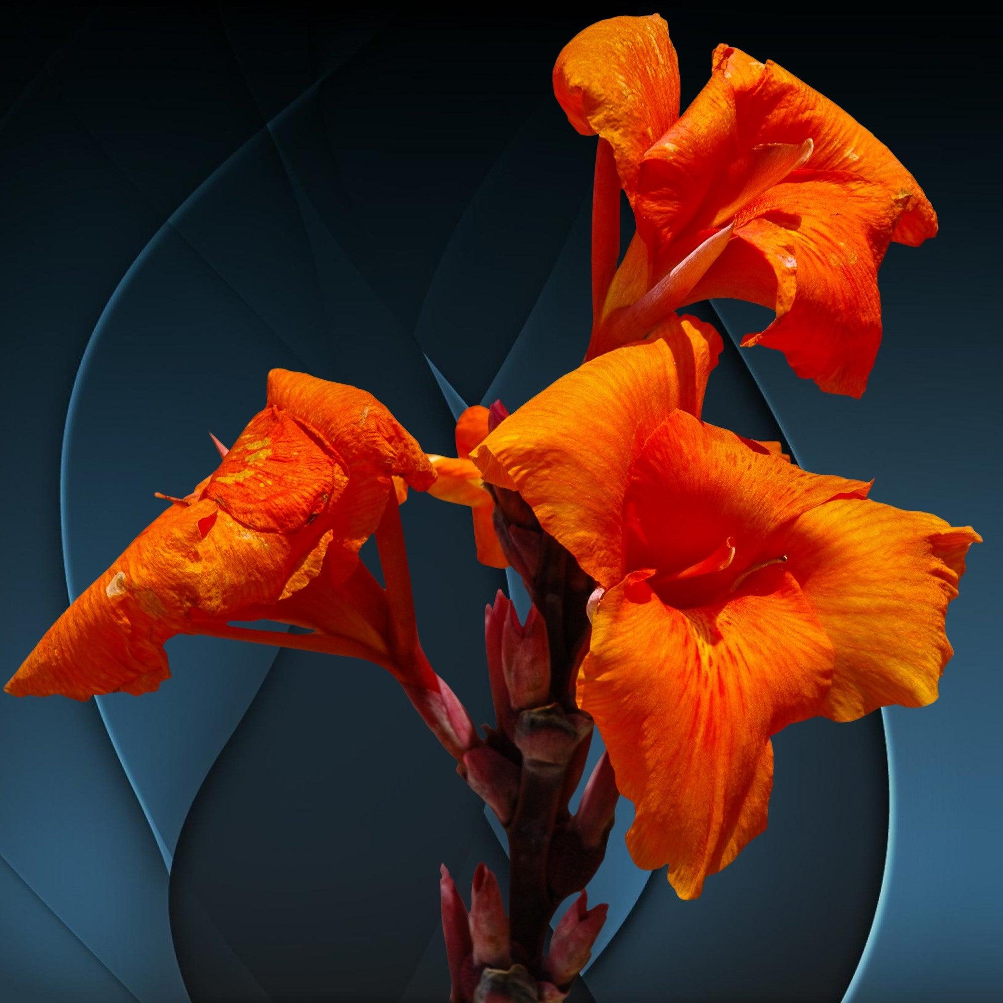 Canna x generalis 'Bronze Orange' ~ CANNOVA® Bronze Orange Canna Lily