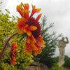 Gaillardia 'Copper Sun' ~ Spintop™ Copper Sun Blanket Flower