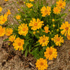 Coreopsis x 'Jethro Tull' ~ Jethro Tull Fluted Coreopsis