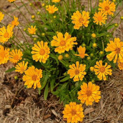 Coreopsis x 'Jethro Tull' ~ Jethro Tull Fluted Coreopsis