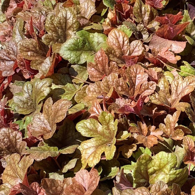 Heucherella 'Buttered Rum' ~ Buttered Rum Foamy Bells