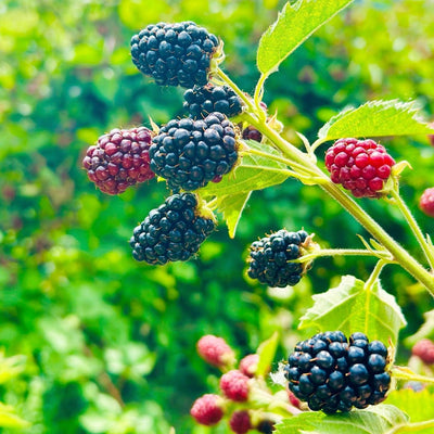 Rubus fruticosus 'Loch Ness' ~ Loch Ness Thornless Blackberry