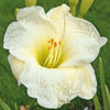 Hemerocallis 'Gentle Shepherd' ~ Gentle Shepherd Daylily