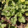 Heuchera 'Bressingham Hybrids' ~ Bressingham Hybrids Coral Bells