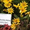 Rudbeckia hirta 'Prairie Sun' ~ Prairie Sun Black-Eyed Susan