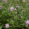 Scabiosa columbaria 'Pink Mist' ~ Pink Mist Pincushion Flower