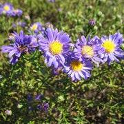Aster novae-angliae 'Kickin Lavender' ~ Kickin Lavender New England Aster