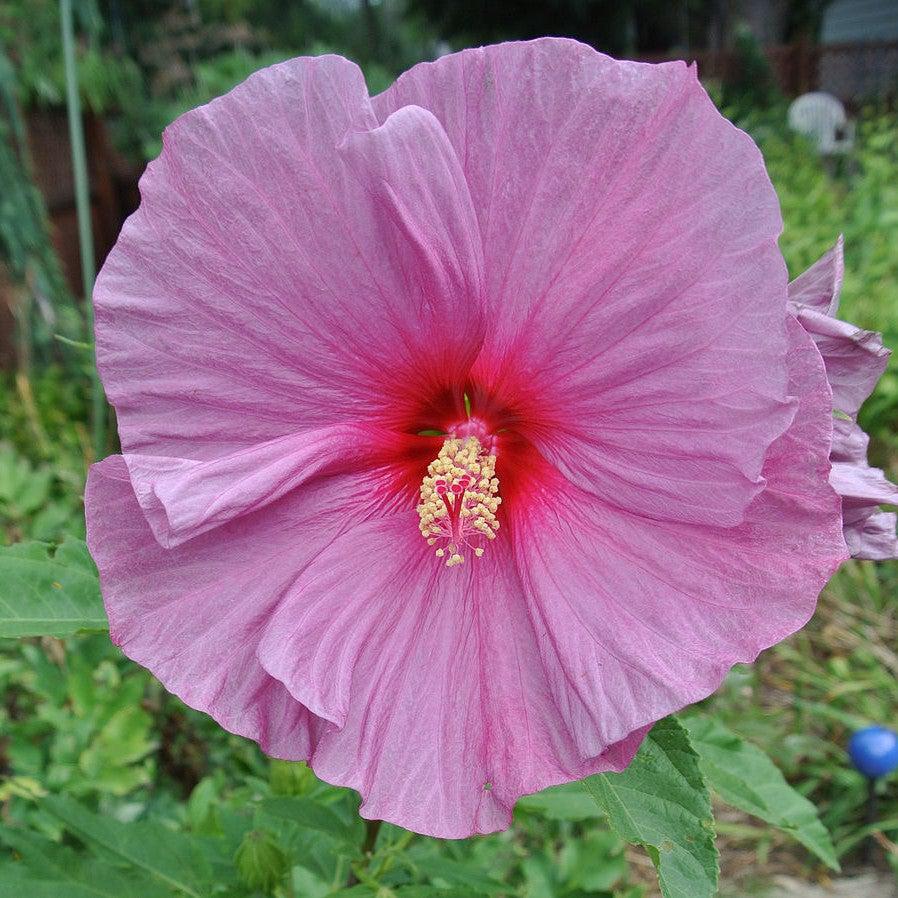 Hibiscus x 'Fantasia' ~ Fantasia Hibiscus – Riverbend Nursery