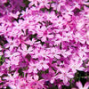 Phlox subulata 'Crimson Beauty' ~ Crimson Beauty Creeping Phlox