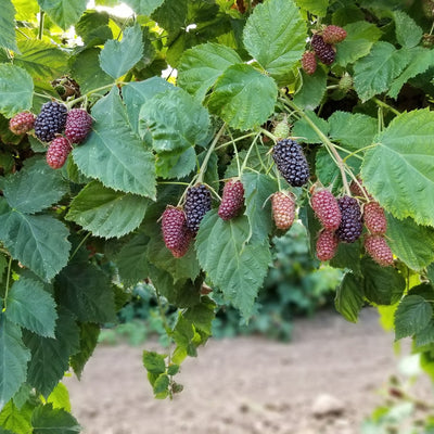 Rubus fruticosus 'Columbia Star' ~ Columbia Star Thornless Blackberry