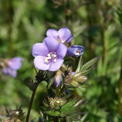 Polemonium 'Bressingham Purple' ~ Bressingham Purple Jacob's Ladder