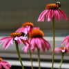 Echinacea purpurea 'Kim's Knee High' ~ Kim's Knee High Echinacea, Coneflower