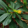 Euphorbia amygdaloides var. robbiae ~ Wood Spurge