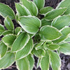 Hosta 'Diana Remembered' ~ Diana Remembered Hosta